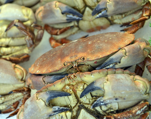 fresh crabs
