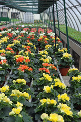 greenhouse for the intensive cultivation of flowering plants and