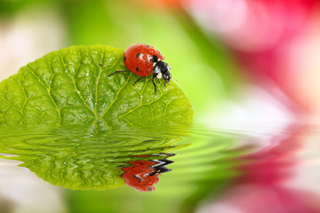 ladybug on leaf