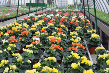 greenhouse for the intensive cultivation of flowering plants and
