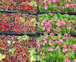 greenhouse for the intensive cultivation of flowering plants