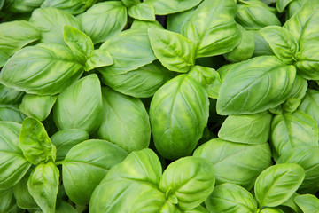 green basil leaves ready to taste the tasty kitchen recipes