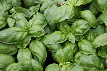 Fototapeta na wymiar green Italian basil leaves ready to taste the tasty kitchen rec