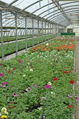 greenhouse for the intensive cultivation of flowering plants and