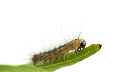 Caterpillar crawling on leaf edge