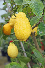 yellow big juicy and wrinkled lemon