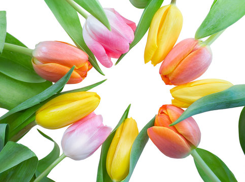 tulips in circle