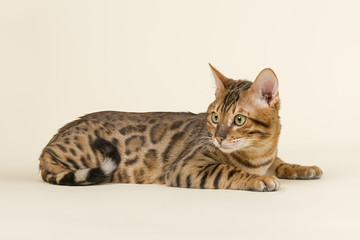 Katzen-Bengal-8861