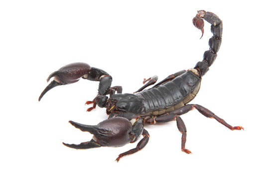 Black Scorpion  in combat position