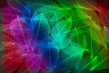 colorful leaf for background and texture
