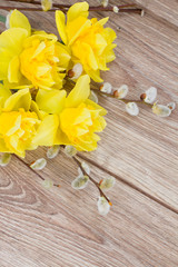 narcissus flowers with catkins