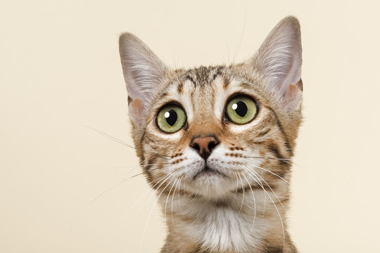 Katzen-Bengal-8862