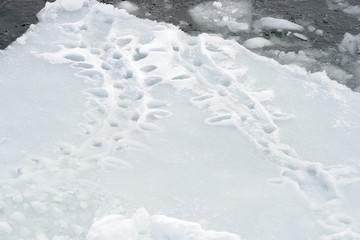 Trails from Adelie penguins on pack ice.