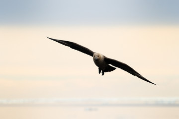 South Polar Skua flying at sundown.