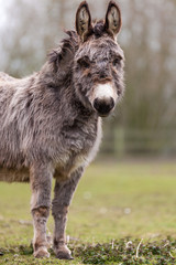 donkey