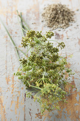 Green Fennel seeds on the plant