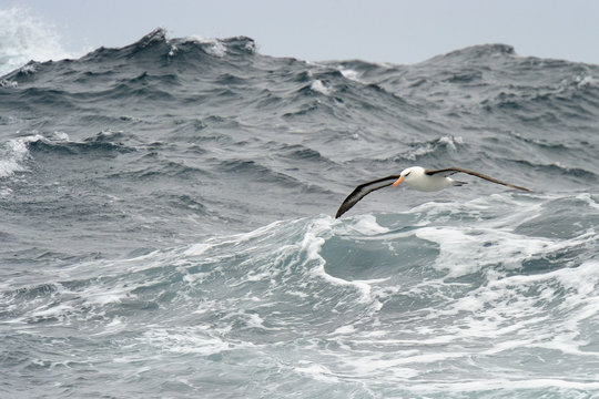 Black-browed Albatross flying over waves.