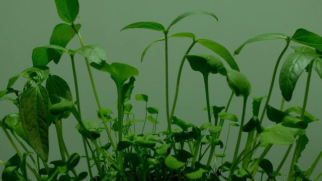 Growth of different seedlings