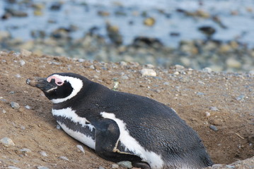 Fototapeta premium Pinguin