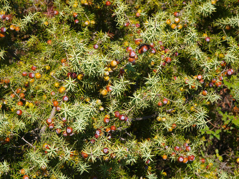 Wacholderbeeren am Zedernbaum