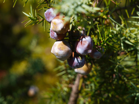 Wacholderbeeren am Zedernbaum