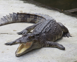 Leg of the crocodile