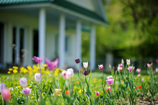 Beautiful colorful tulips in front of a house