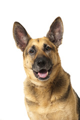 German shepherd dog - Deutscher Schäferhund