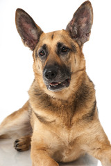 Fototapeta premium German shepherd dog - Deutscher Schäferhund