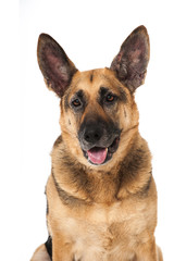 German shepherd dog - Deutscher Schäferhund
