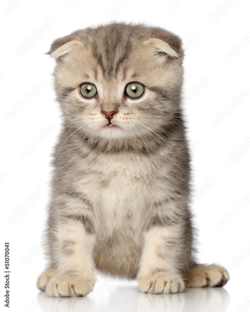 Canvas Prints Scottish Fold kitten