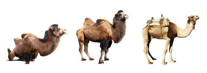 Set van kamelen