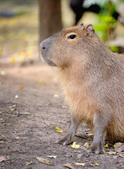 Naklejka na ściany i meble The capybara (Hydrochoerus hydrochaeris)