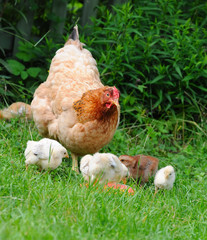 Hen with chickens