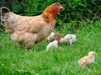 Hen with chickens