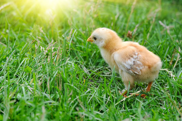 Fluffy chick walks in green grass