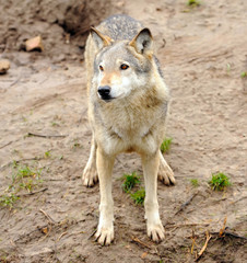 Wolf (Canis lupus)
