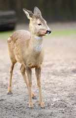 Deer in forest
