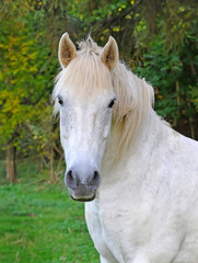 Obraz na płótnie Canvas Portrait of a white horse in summer day