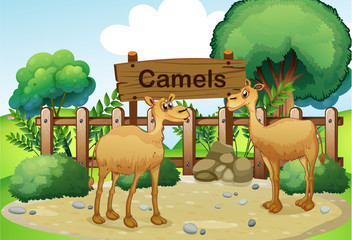 Two camels inside the wooden fence with a wooden sign board