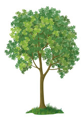 Chestnut tree. Vector