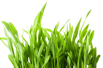 Fototapeta premium Fresh spring green grass isolated on white background