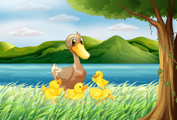 Five ducks at the riverbank