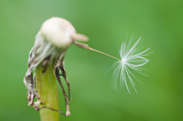 Naklejka premium white broken dandelion with a single petal