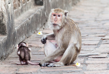 Monkey with a baby at Phra Nakhon Khiri Historical Park, Phetcha
