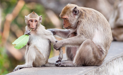 Fototapeta premium Monkey with a baby at Phra Nakhon Khiri Historical Park, Phetcha