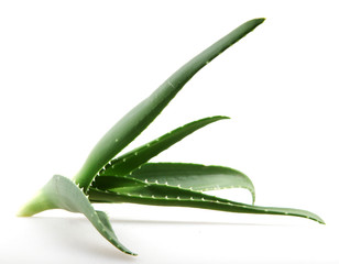 aloe vera isolated on white