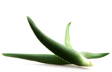 aloe vera isolated on white