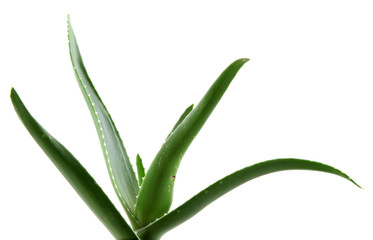 Obraz premium aloe vera isolated on white