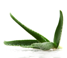 aloe vera isolated on white